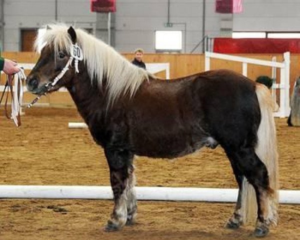 Pferd Bandit (Shetland Pony, 2006, von Ben-Wim)