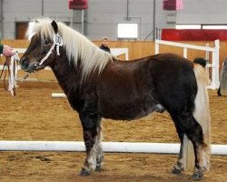 horse Bandit (Shetland Pony, 2006, from Ben-Wim)