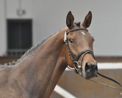 Springpferd Charlotte (Oldenburger, 2009, von Colman)