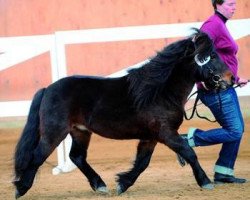 horse Axel (KWPN (Royal Dutch Sporthorse), 2005, from Aladin)