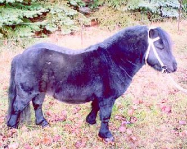 Deckhengst Avant (Shetland Pony, 1994, von Akkord)