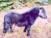 stallion Avant (Shetland Pony, 1994, from Akkord)