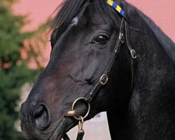 stallion Speedmaster xx (Thoroughbred, 1997, from Monsun xx)