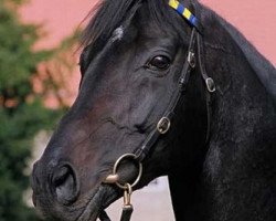 stallion Speedmaster xx (Thoroughbred, 1997, from Monsun xx)