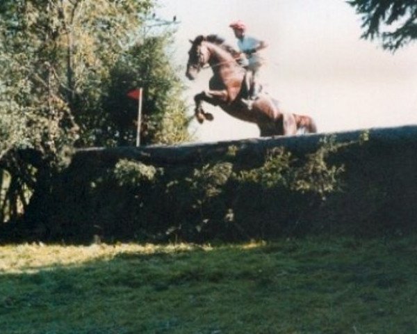 broodmare Punchestown Lady xx (Thoroughbred, 1973, from Wily Trout xx)