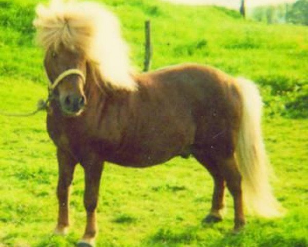 stallion Antik (Shetland Pony, 1989, from Andy A 154 DDR)