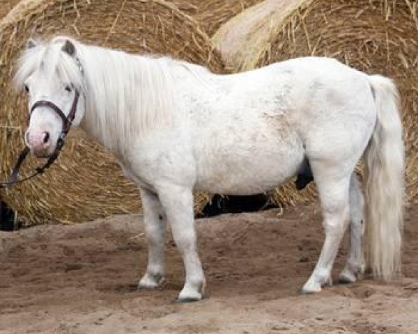 stallion Andros A 275 (Shetland Pony, 1984, from Arcos A 248 DDR)