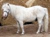 Deckhengst Andros A 275 (Shetland Pony, 1984, von Arcos A 248 DDR)