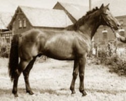 stallion Wildschütz xx (Thoroughbred, 1971, from Fahnenträger xx)