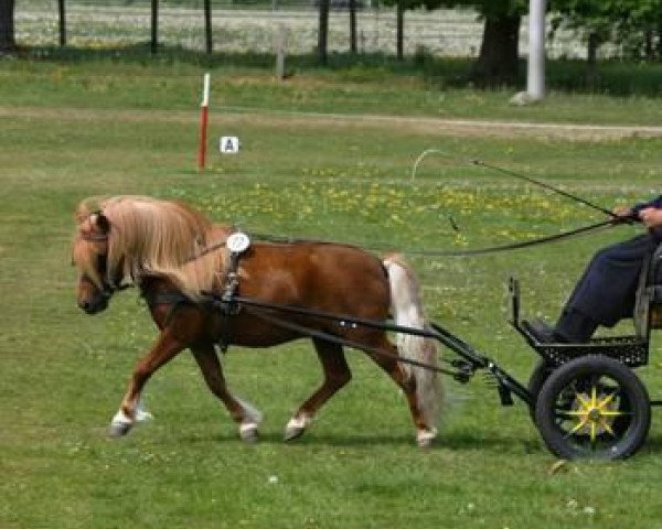 Deckhengst Alberto (Shetland Pony, 2005, von Attila)