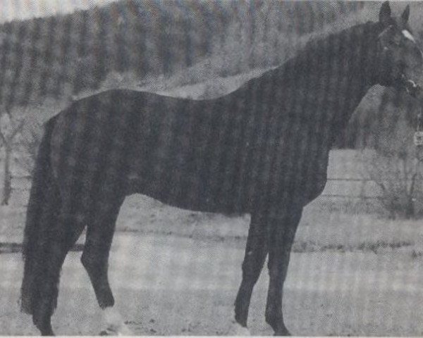 stallion Dumas (Bavarian, 1983, from Duero)