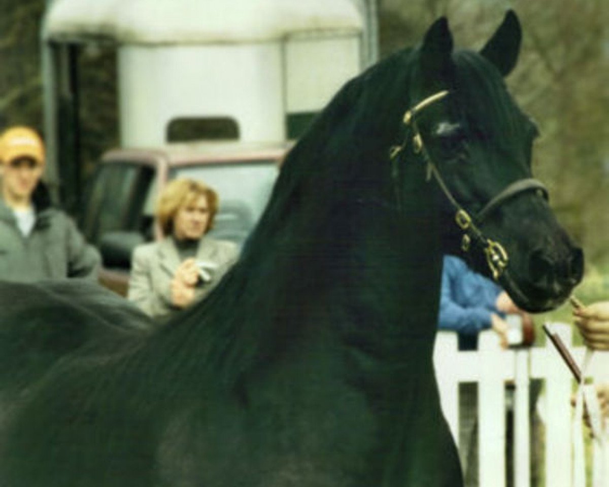 Deckhengst Derwen Railway Express (Welsh-Cob (Sek. D), 1978, von Nebo Black Magic)