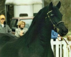 stallion Derwen Railway Express (Welsh-Cob (Sek. D), 1978, from Nebo Black Magic)