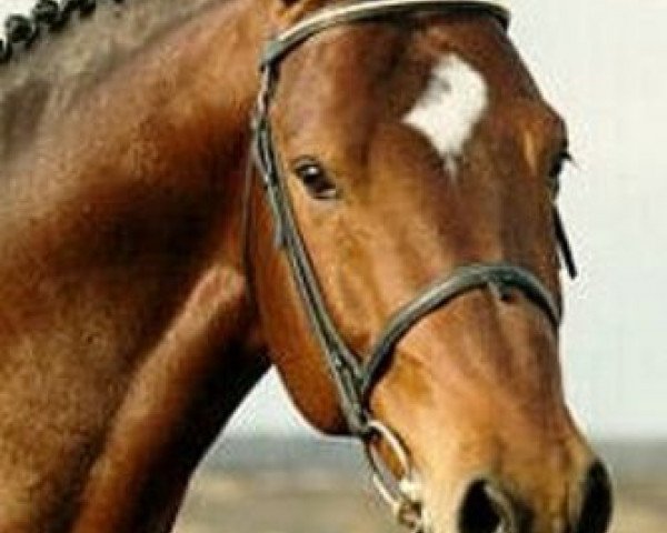 stallion Wolfgang (KWPN (Royal Dutch Sporthorse), 1980, from Farn)