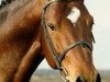 stallion Wolfgang (KWPN (Royal Dutch Sporthorse), 1980, from Farn)