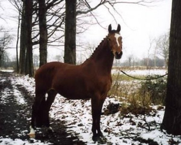 Zuchtstute Fontaine (KWPN (Niederländisches Warmblut), 1987, von Wolfgang)