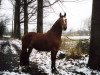 Zuchtstute Fontaine (Koninklijk Warmbloed Paardenstamboek Nederland (KWPN), 1987, von Wolfgang)
