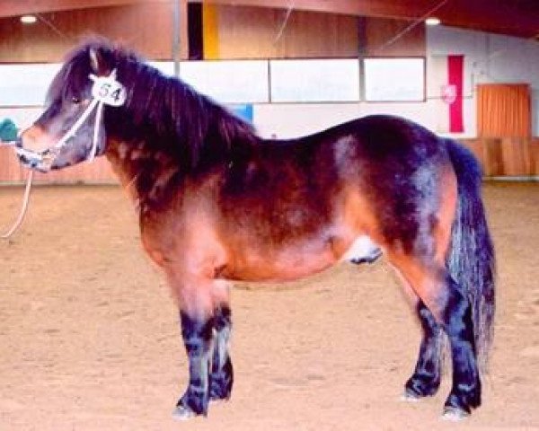 Pferd Aladin (Welsh Pony (Sek.B), 1999, von Attila)