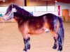 Pferd Aladin (Welsh Pony (Sek.B), 1999, von Attila)