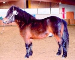 Pferd Aladin (Welsh Pony (Sek.B), 1999, von Attila)