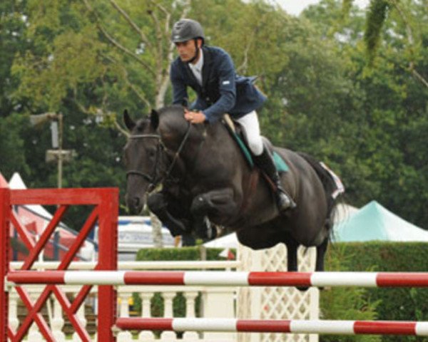 stallion Eclips van Erpekom (Belgian Warmblood, 2004, from Darco)