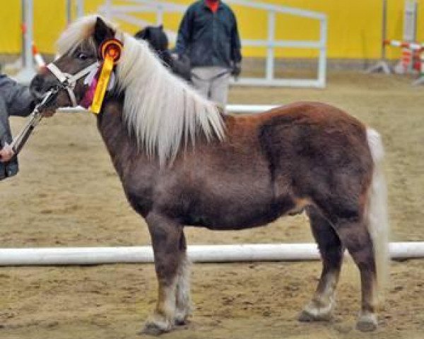 stallion Momptie (Shetland Pony, 2009, from Milan van de Geest)