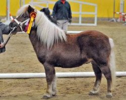 Deckhengst Momptie (Shetland Pony, 2009, von Milan van de Geest)