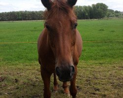 broodmare Nadieu (Hanoverian, 1997, from Natiello xx)