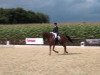 dressage horse Dilara 8 (Oldenburg, 2006, from Daddy Cool)