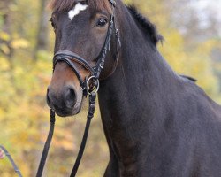 dressage horse Willy 145 (Shetland Pony, 1999)