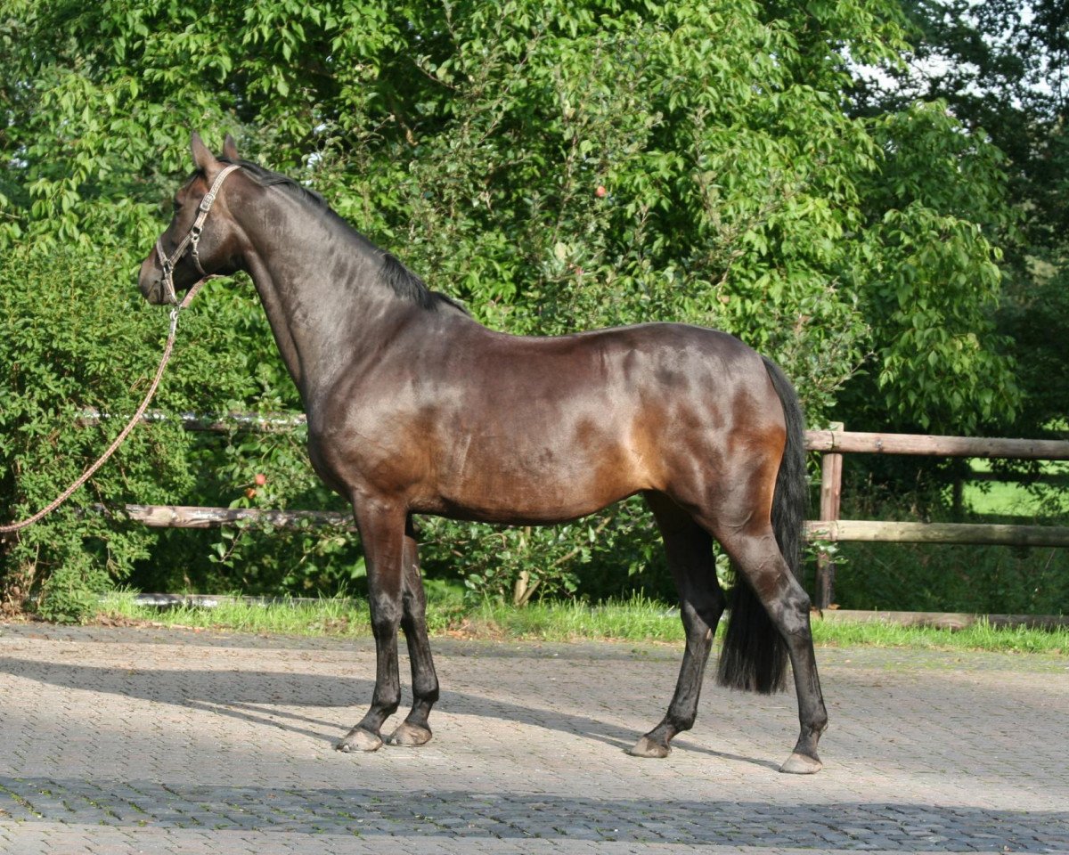 broodmare Ria Rocca (Westphalian, 2001, from Rockwell)