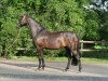 broodmare Ria Rocca (Westphalian, 2001, from Rockwell)