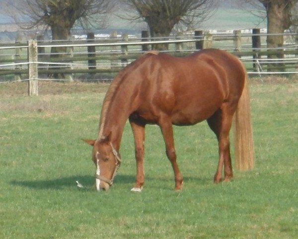 broodmare Tessa (German Riding Pony, 1998, from Top Gun I)