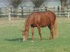 broodmare Tessa (German Riding Pony, 1998, from Top Gun I)