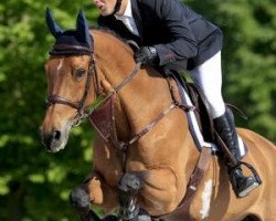 horse Watch Me VD Mangelaar (KWPN (Royal Dutch Sporthorse), 2003, from Heartbreaker)