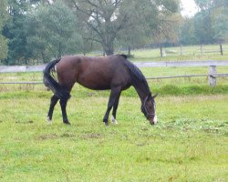 Zuchtstute Cayenne S (Tschechisches Warmblut,  , von Comero)