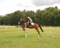 dressage horse La Leonessa (Westphalian, 2005, from Laurentio)