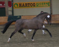 stallion Brummerhoeve's Boss (New Forest Pony, 1989, from Molenaar's Golden King)