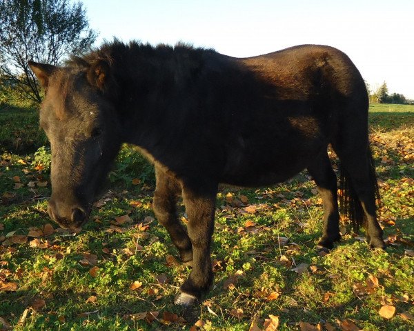 Pferd Merle vom Purnitzgrund (Shetland Pony, 2011, von Fantast vom Purnitzgrund)