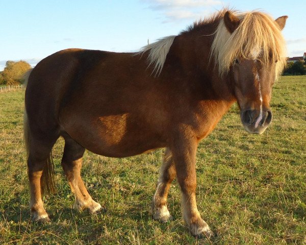 Zuchtstute Raika vom Purnitzgrund (Shetland Pony, 2006, von Mister Milano PrH*)