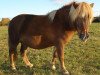 broodmare Raika vom Purnitzgrund (Shetland Pony, 2006, from Mister Milano PrH*)