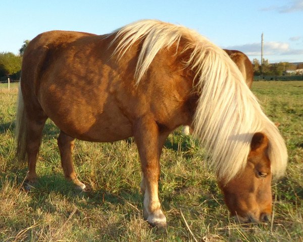 Zuchtstute Rachel (Shetland Pony, 1989, von Argon A 278)