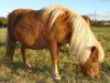 broodmare Rachel (Shetland Pony, 1989, from Argon A 278)