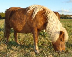 broodmare Rachel (Shetland Pony, 1989, from Argon A 278)