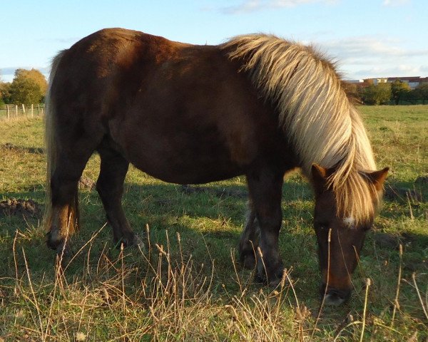 Zuchtstute Mareike vom Purnitzgrund (Shetland Pony, 2005, von Bonito)