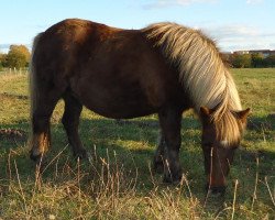 Zuchtstute Mareike vom Purnitzgrund (Shetland Pony, 2005, von Bonito)