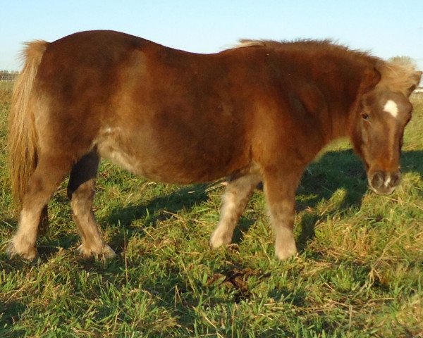 Zuchtstute Meira (Shetland Pony, 1990, von Argon A 278)