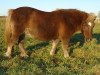 Zuchtstute Meira (Shetland Pony, 1990, von Argon A 278)