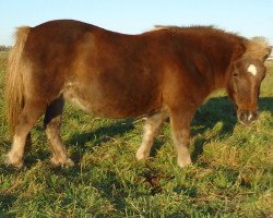 broodmare Meira (Shetland Pony, 1990, from Argon A 278)