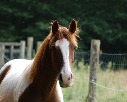 horse Reko (Arab half breed / Partbred, 2001, from Remon AA)